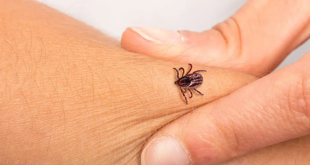 Kene Isırığı Tehlikeli mi? Bilinmesi Gerekenler