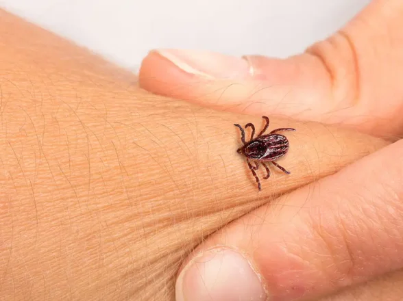 Kene Isırığı Tehlikeli mi? Bilinmesi Gerekenler